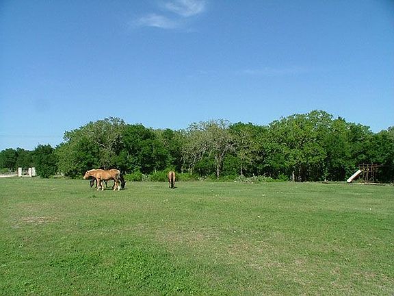Horses in Pasture