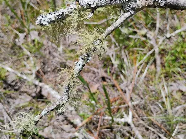 107 Rome St #17, Interlachen, FL 32148