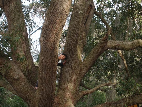 Beautiful Oak Trees - a00's of years old !