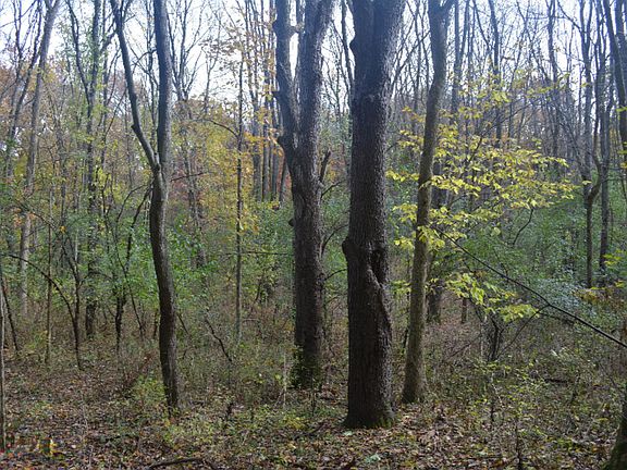 5th image of Dunning Ave