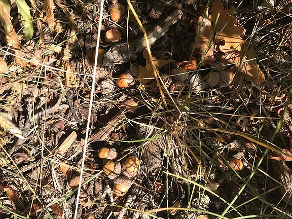 fresh acorns