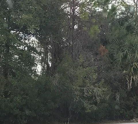 4th image of 31 Rose Dr