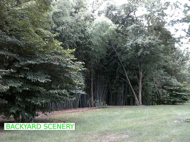 Backyard View