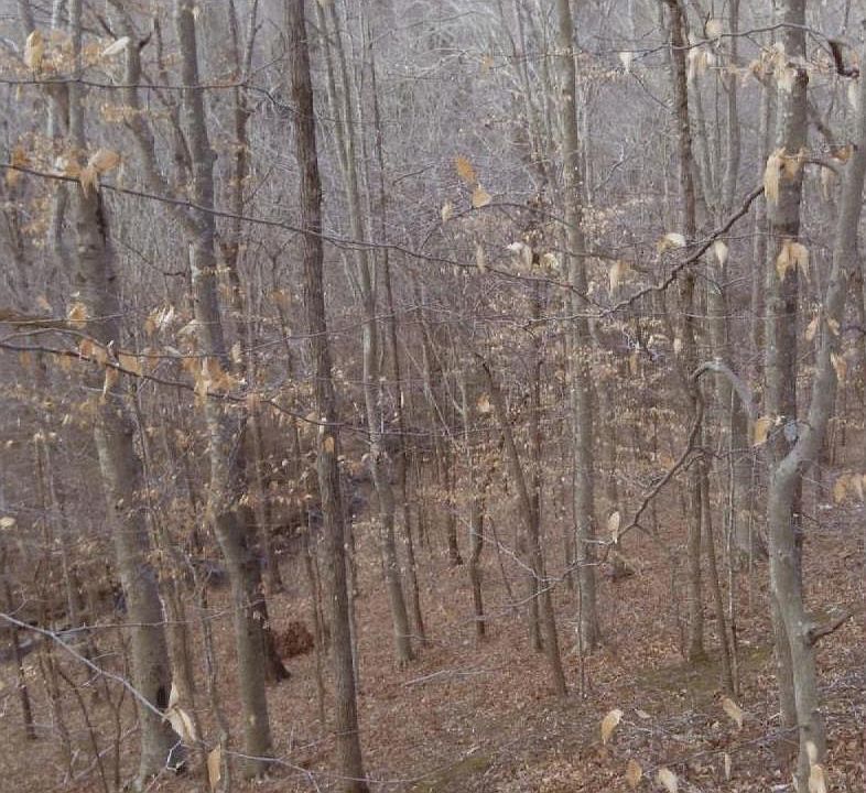 2nd image of 685 Purtle Rd
