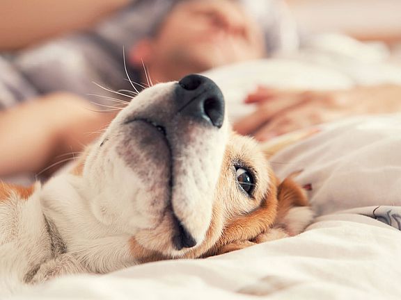 Boardwalk by Windsor is a pet-friendly community