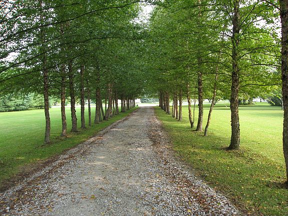 Tree-lined drive