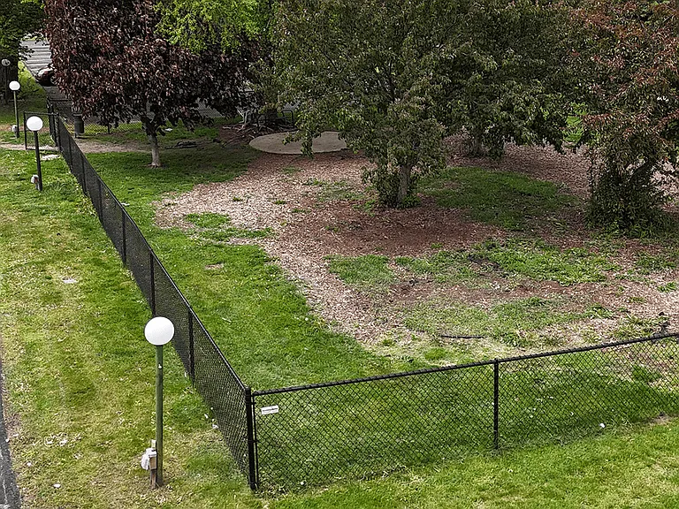 Take Your Dog to the Fenced in Dog Park