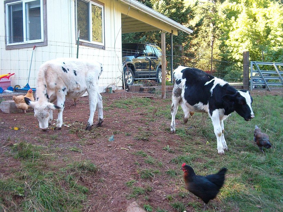 pasture is fenced and cross-fenced
