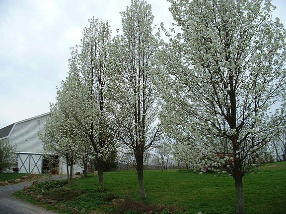 View from driveway towards the barn in spring