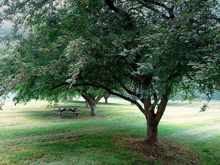 Shaded Picnic Area