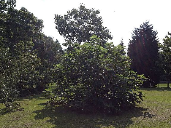 5th image of 1824 Chondra Dr