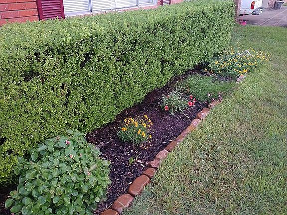 Front bush and landscaping