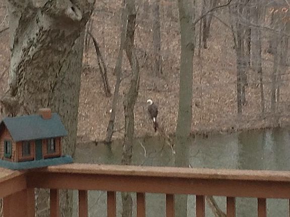 Eagle near bird feeder 