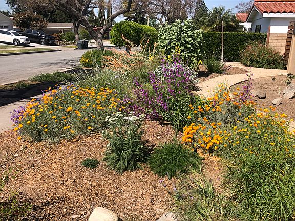 Own your own superbloom!