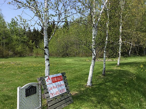 Left front yard ,Birch trees