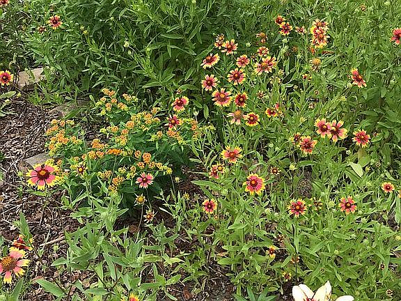 Organic pollinator garden