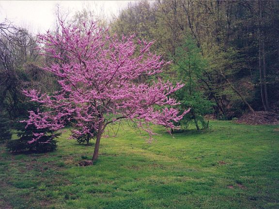 Red bud tree in back yard