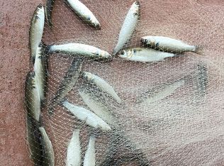 16503 N Shore Ln, Perdido Key, FL 32507