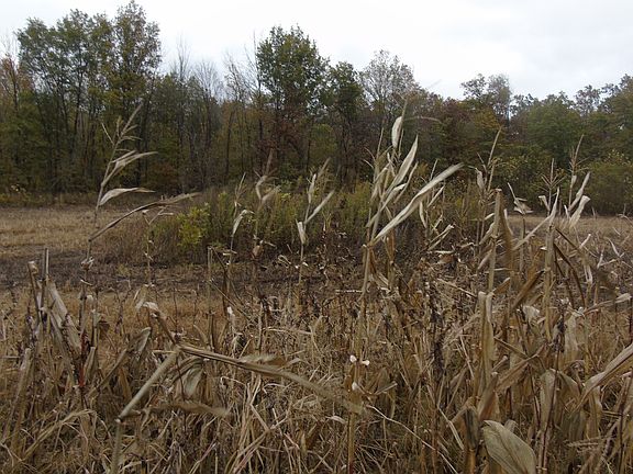 Picture of the blind from corn field in 2020