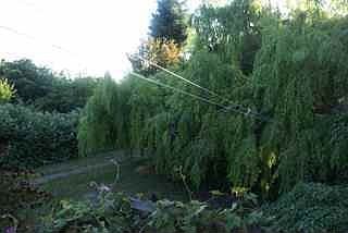 Weeping willow