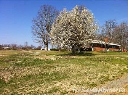 Beautiful Shade trees in Yard