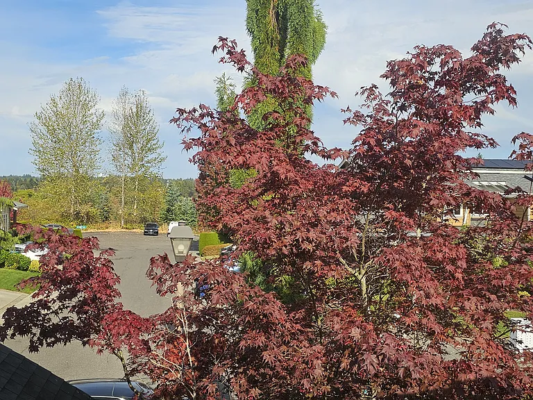 View from upstairs' room