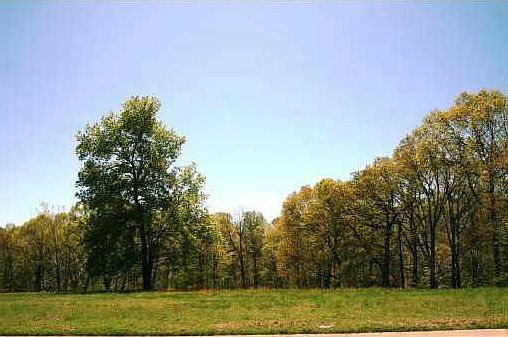 1st image of 11316 Pembrook Cir