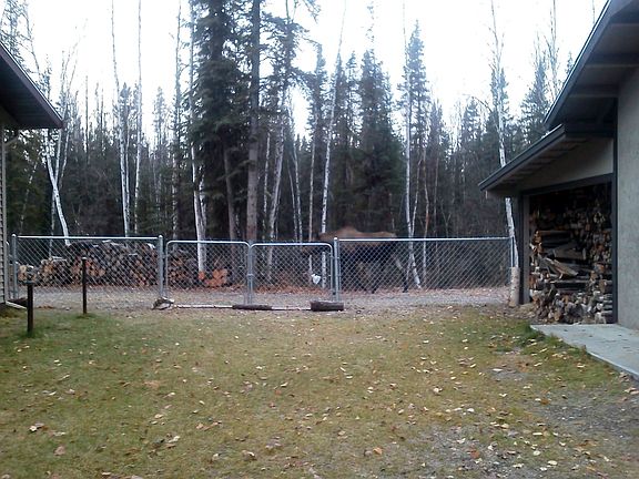 Fenced Backyard