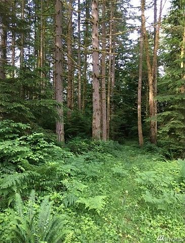 Tall timber abounds on this property.