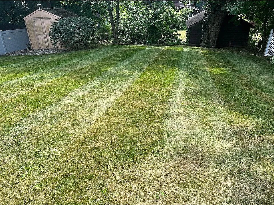 Back yard
