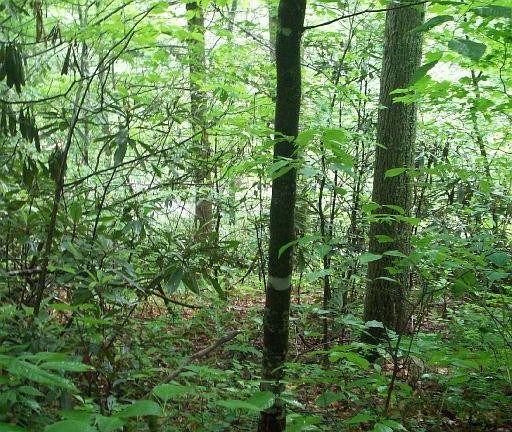 2nd image of 135 Springside Way Lot 114
