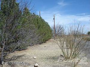 Pines along property line