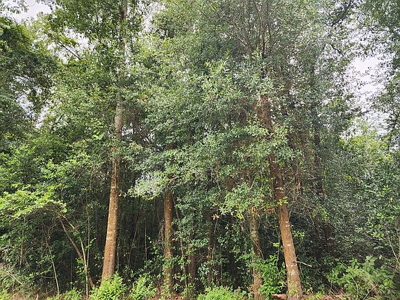 2nd image of 0 Babcock Rd