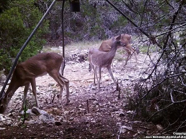 489 cougar, Camp Wood, TX 78833