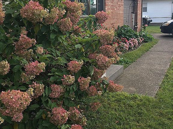 September view of hydrangeas