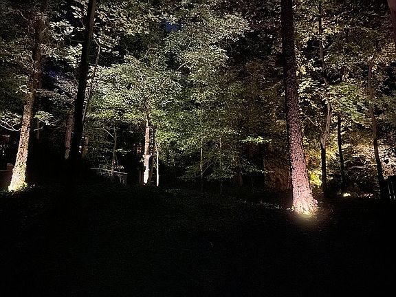 Sample up-lit trees in back