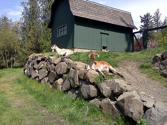 Gardenshed/chicken coop Southeast corner