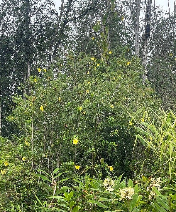 1st image of Tangerine Dr Lot 68