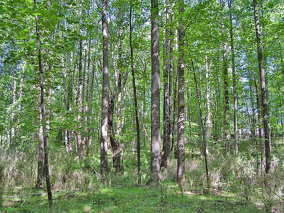 2nd image of 5305 Panther Creek Dr Lot 2