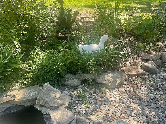 Gorgeous back yard Oasis
