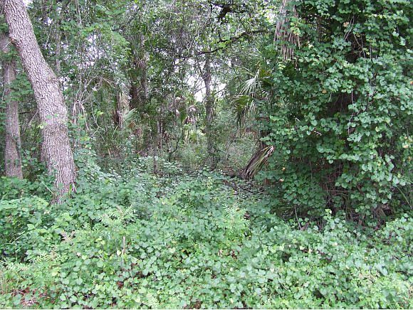 1st image of 10336 N Twinflower Ter
