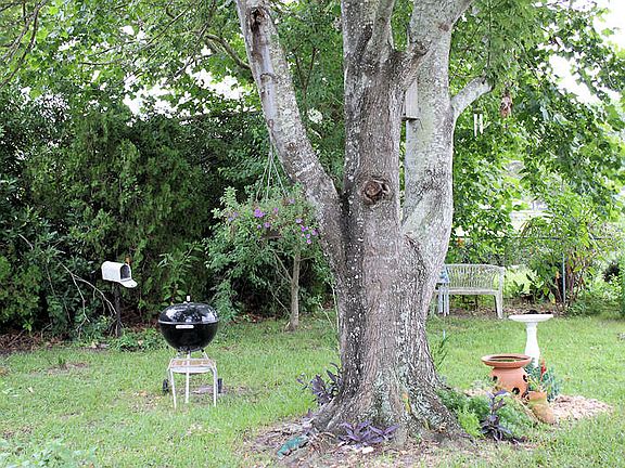 Backyard
