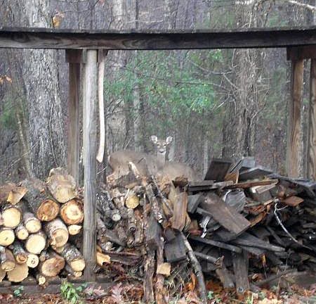 wood shed and deer