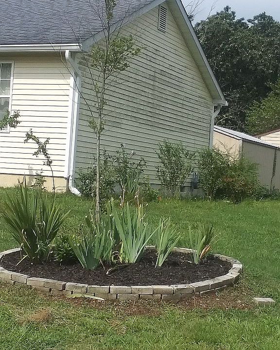 New flower bed with Birch