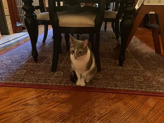 Rented by A P Realty Group NY LTD | media 49