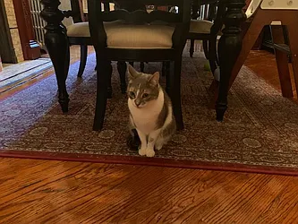 Rented by A P Realty Group NY LTD