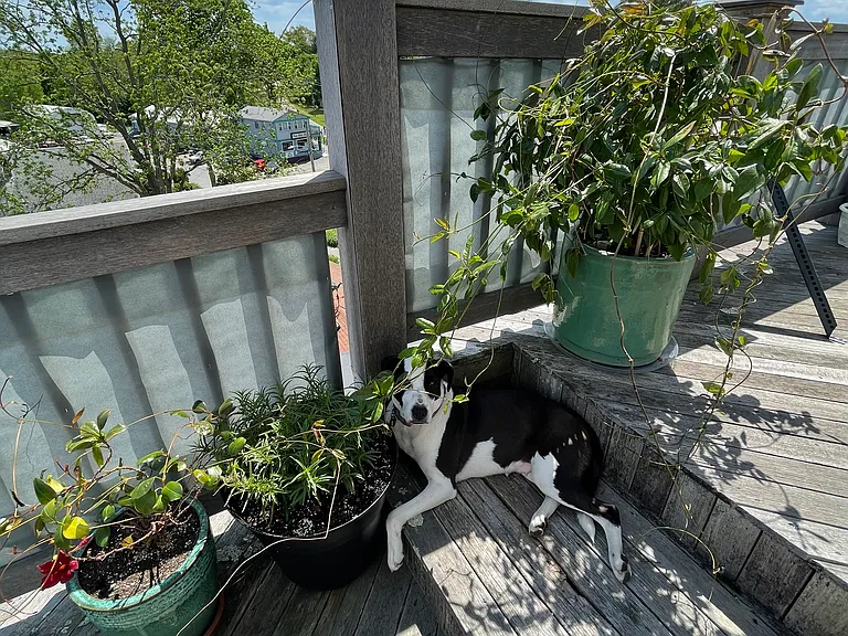 32 Cole St #PENTHOUSE — Photo 6