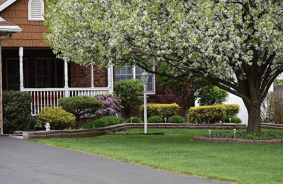 Front yard in bloom