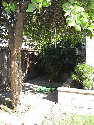 patio & lemon tree