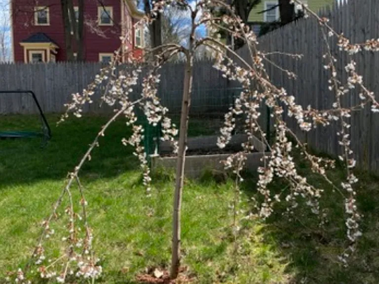 64 Cohasset St #1 — Photo 19